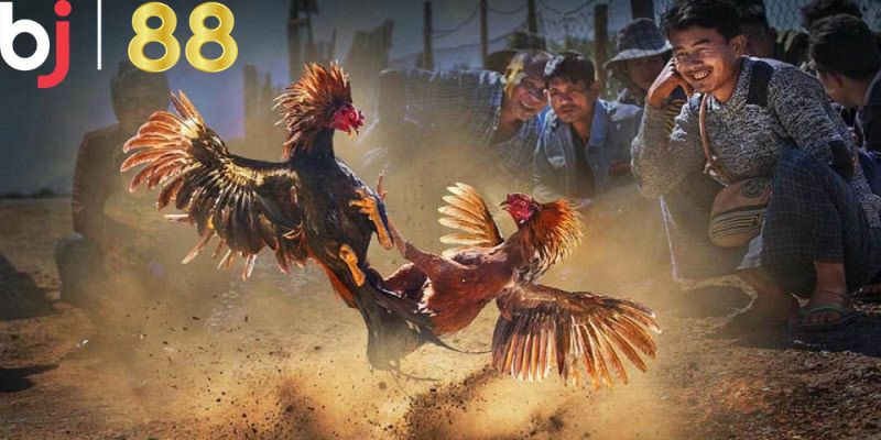 Các cửa cược trong game đá gà tại BJ88